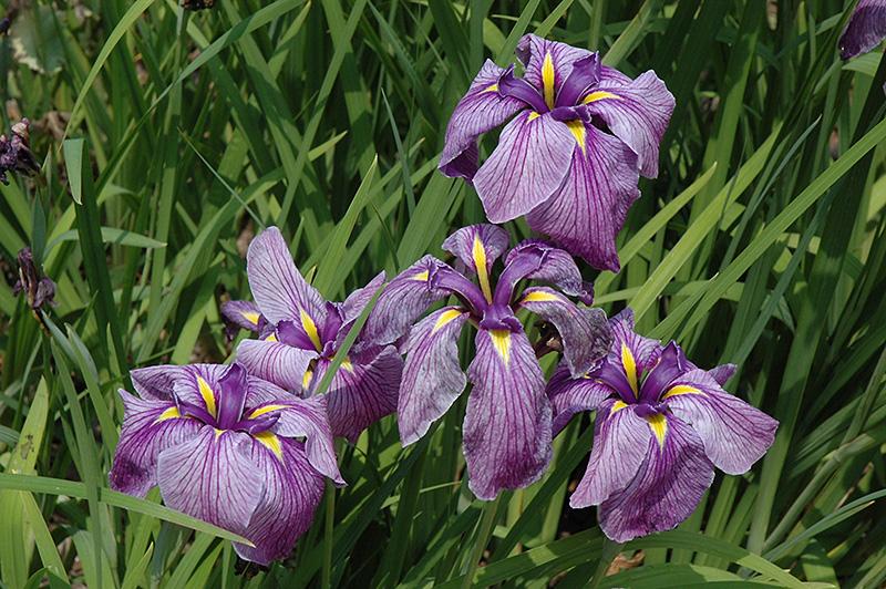 Japanese Water Iris (Iris ensata) in Detroit Ann Arbor Dearborn Royal