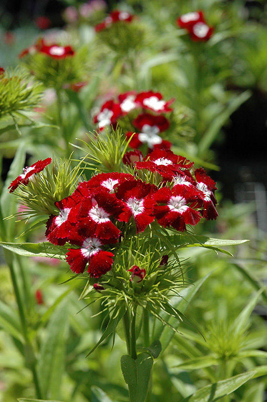 Diadem Sweet William (Dianthus barbatus �Diadem�) in