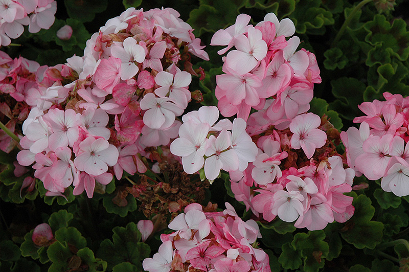 Horizon Appleblossom Geranium Pelargonium Horizon Appleblossom In