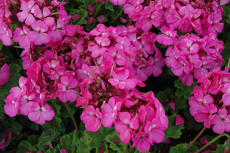 Horizon Neon Rose Geranium Pelargonium Horizon Neon Rose In Detroit Ann Arbor Dearborn Royal