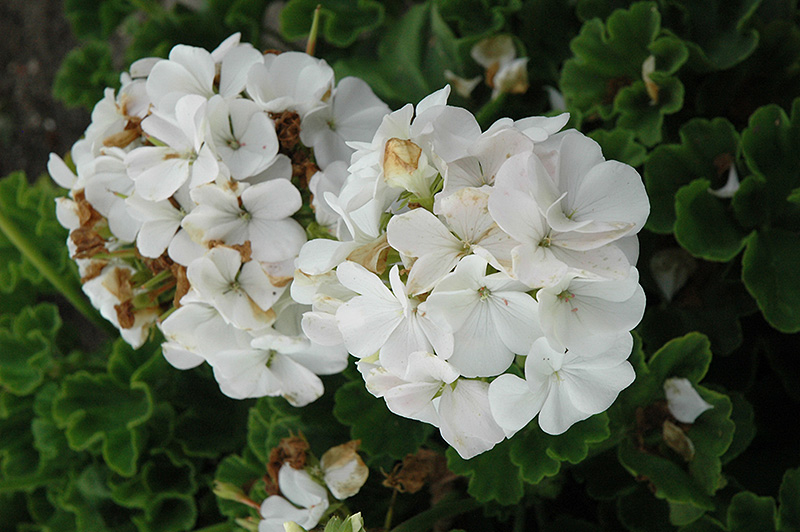 Horizon White Geranium Pelargonium Horizon White In Detroit Ann Arbor Dearborn Royal Oak