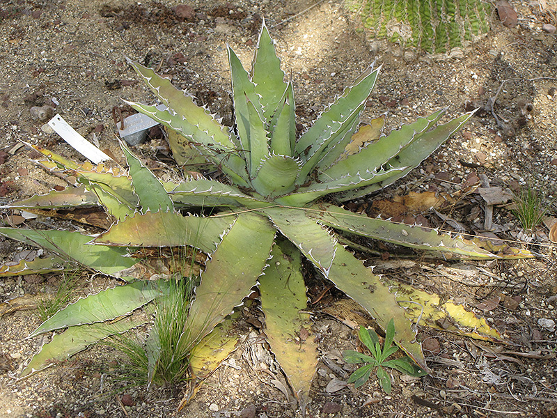 Saw Leaf Agave (Agave Xylonacantha) In Detroit Ann Arbor Dearborn Royal ...