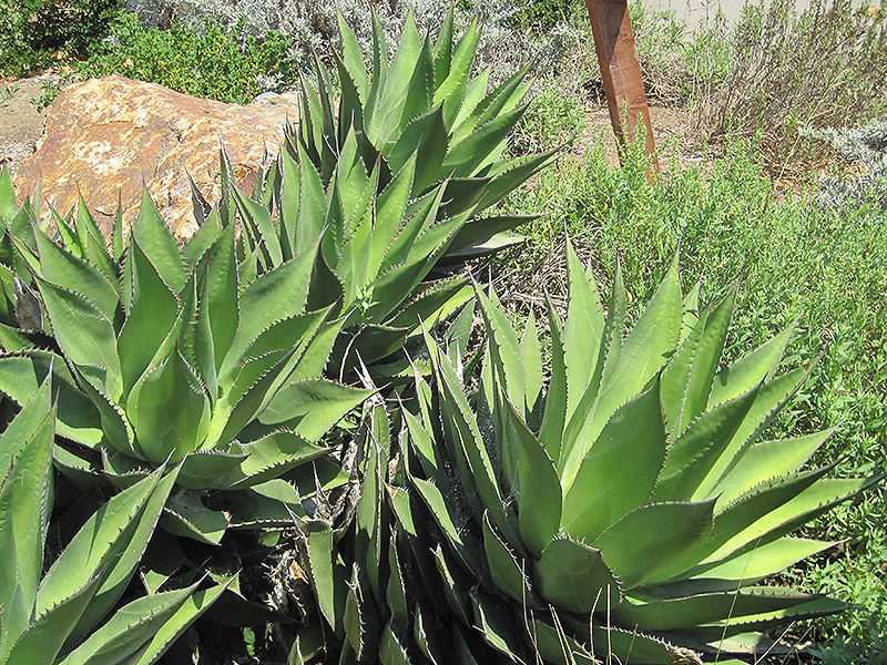 Shaws Agave Agave Shawii In Detroit Ann Arbor Dearborn Royal Oak