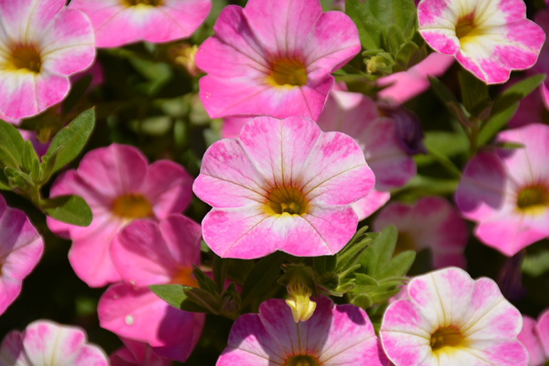 Chameleon™ Pink Sorbet Calibrachoa (calibrachoa 'weschachapisoi') In 