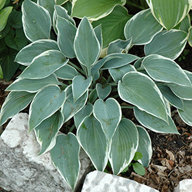 Plant Photo 10