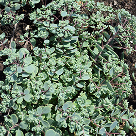 Plant Photo 6