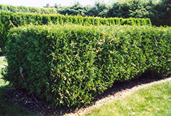 Techny Arborvitae (Thuja occidentalis 'Techny') at English Gardens
