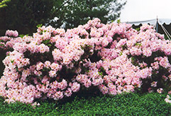 English Roseum Rhododendron (Rhododendron catawbiense 'English Roseum') at English Gardens