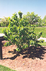 Kristin Cherry (Prunus avium 'Kristin') at English Gardens
