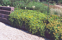 Creeping Jenny (Lysimachia nummularia) at English Gardens