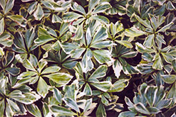 Silver Edge Japanese Spurge (Pachysandra terminalis 'Variegata') at English Gardens