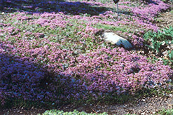 Mother-of-Thyme (Thymus praecox) at English Gardens