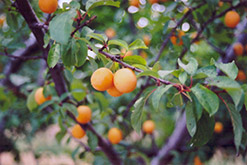 Goldcot Apricot (Prunus armeniaca 'Goldcot') at English Gardens