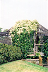 Silver Lace Vine (Polygonum aubertii) at English Gardens