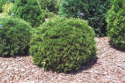 Hetz Midget Arborvitae (Thuja occidentalis 'Hetz Midget') at English Gardens