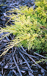 Gold Lace Juniper (Juniperus x media 'Gold Lace') at English Gardens