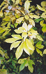 Summersweet (Clethra alnifolia) at English Gardens