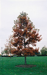 Swamp White Oak (Quercus bicolor) at English Gardens
