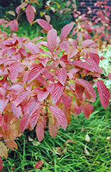 Burkwood Viburnum (Viburnum x burkwoodii) at English Gardens