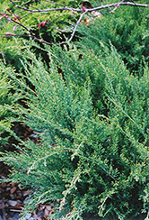 Sea Green Juniper (Juniperus chinensis 'Sea Green') at English Gardens