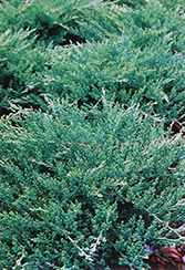 Sargent's Juniper (Juniperus chinensis 'var. sargentii') at English Gardens