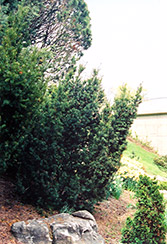 Captain Upright Yew (Taxus cuspidata 'Fastigiata') at English Gardens
