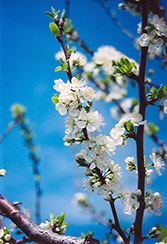 Mount Royal Plum (Prunus 'Mount Royal') at English Gardens