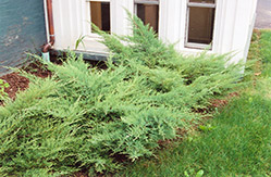Kallay's Compact Juniper (Juniperus x media 'Kallay's Compact') at English Gardens