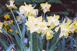 Spellbinder Daffodil (Narcissus 'Spellbinder') at English Gardens