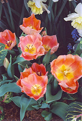Apricot Beauty Tulip (Tulipa 'Apricot Beauty') at English Gardens