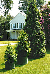 Virginian Arborvitae (Thuja 'Virginian') at English Gardens