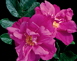 Moje Hammarberg Rose (Rosa rugosa 'Moje Hammarberg') at English Gardens