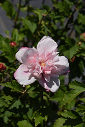 Double Pink Rose of Sharon (Hibiscus syriacus 'Double Pink') at English Gardens