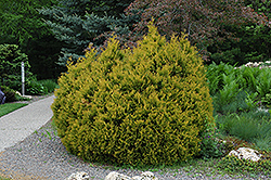 Rheingold Arborvitae (Thuja occidentalis 'Rheingold') at English Gardens