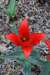 Red Riding Hood Tulip (Tulipa 'Red Riding Hood') at English Gardens