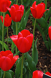 Hollandia Tulip (Tulipa 'Hollandia') at English Gardens
