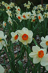 Kissproof Daffodil (Narcissus 'Kissproof') at English Gardens