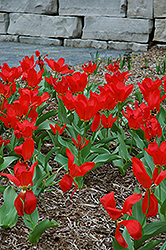 Red Emperor Tulip (Tulipa fosteriana 'Red Emperor') at English Gardens