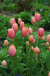 Menton Tulip (Tulipa 'Menton') at English Gardens