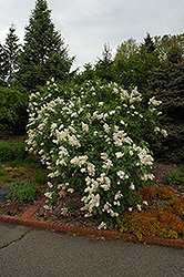 Mme. Lemoine Lilac (Syringa vulgaris 'Mme. Lemoine') at English Gardens