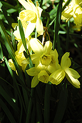 Liberty Bells Daffodil (Narcissus 'Liberty Bells') at English Gardens