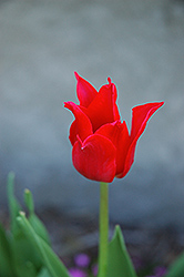 Pretty Woman Tulip (Tulipa 'Pretty Woman') at English Gardens