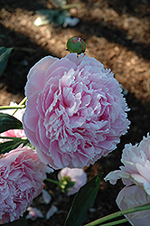 Shirley Temple Peony (Paeonia 'Shirley Temple') at English Gardens