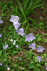 Bluebells Of Scotland (Campanula rotundifolia) at English Gardens