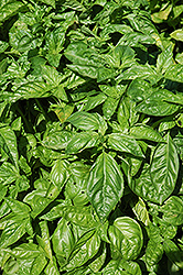 Sweet Basil (Ocimum basilicum) at English Gardens