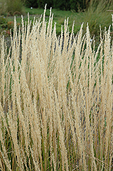 Karl Foerster Reed Grass (Calamagrostis x acutiflora 'Karl Foerster') at English Gardens