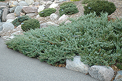 Hughes Juniper (Juniperus horizontalis 'Hughes') at English Gardens