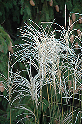 Graziella Maiden Grass (Miscanthus sinensis 'Graziella') at English Gardens
