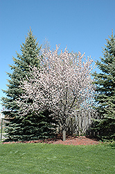 Newport Plum (Prunus cerasifera 'Newport') at English Gardens