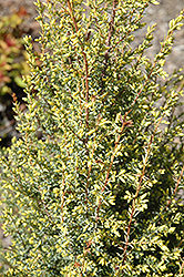 Gold Cone Juniper (Juniperus communis 'Gold Cone') at English Gardens